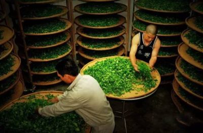 Chinese oolong tea bruising process