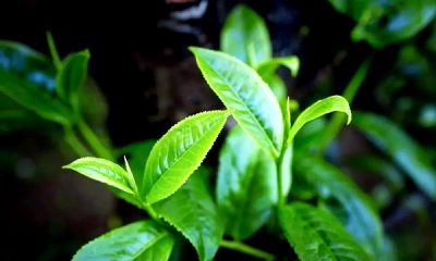 Old-growth Puerh tea trees
