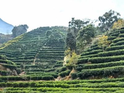 Wuyi Mountain terroir for Rock Oolong
