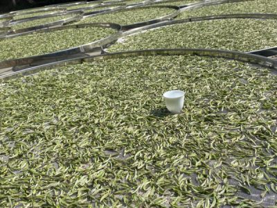 White tea withering process