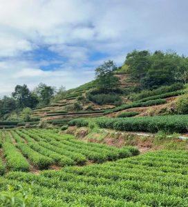 Wuyi Mountain terroir for Rock Oolong
