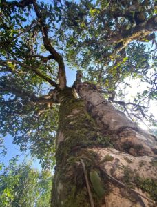 Yunnan Province tea trees for Puerh