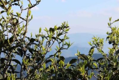 Banzhang Mountain - Puerh Terroir