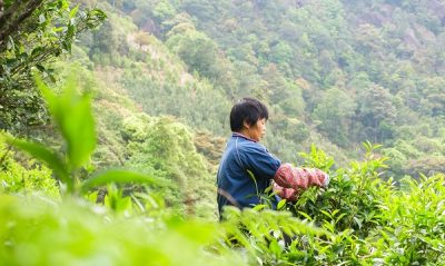 Dancong tea harvest