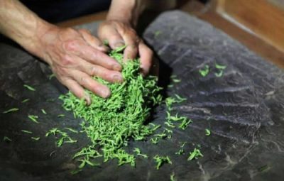 Hand Rolling Tea Leaves