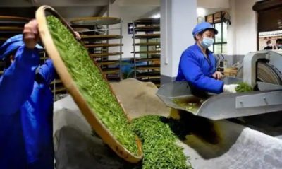 Handmade vs Machine-Made Tea