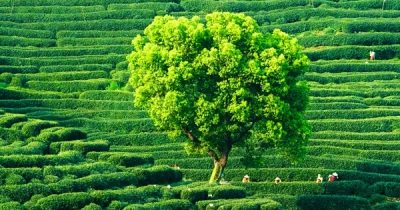 Phoenix Mountain tea trees