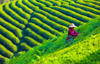 Phoenix Mountains tea garden