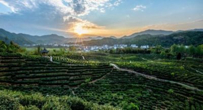 Qimen - Anhui Province Tea Region