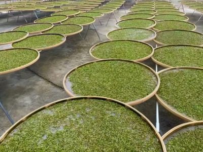 Tea Leaves Withering Process