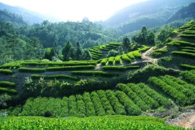 Wuyi Mountain Tea Plantation