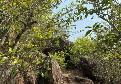 Wuyi tea plants growing in rocks