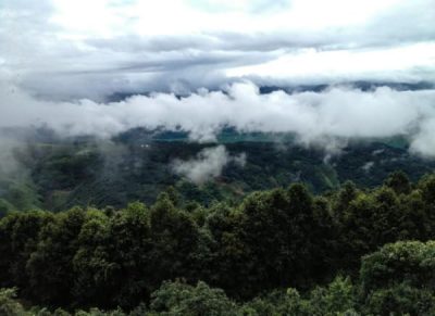 Ancient Tea Gardens of Jingmai