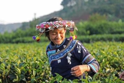 Dai People Harvesting Tea in Jingmai
