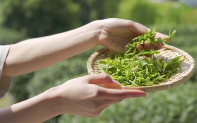Handmade Tea Harvestin