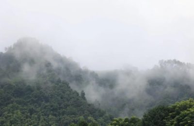 Guanyang High Mountain Tea