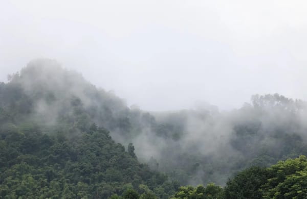 Misty Chinese Tea Garden