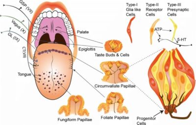 Taste Buds and Hui Gan Sensation