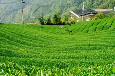 Wild Tea Growing Environment