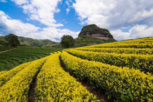 Wuyi Mountains Tea Region Landscape